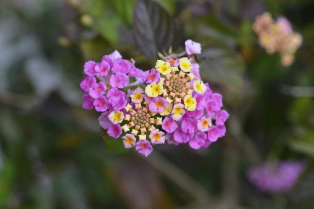 lantana