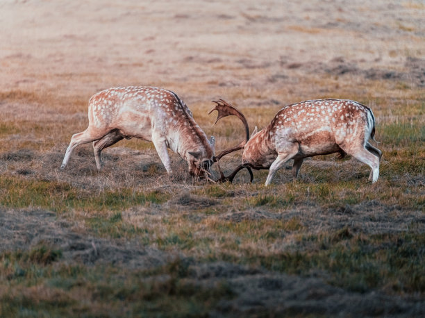 deer