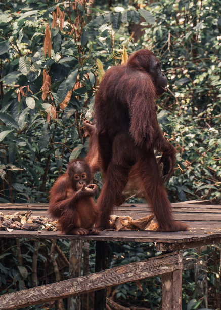 pongo
