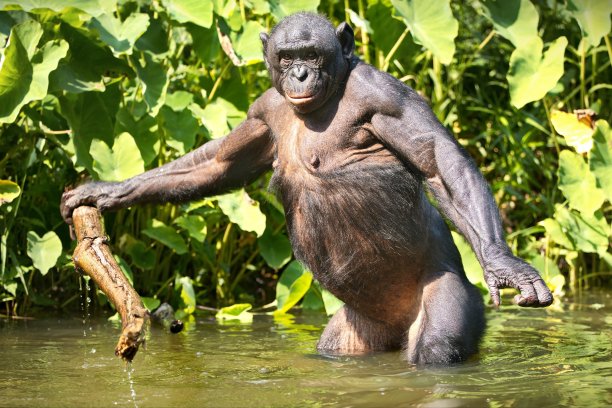 ape