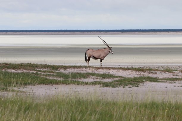 antelope