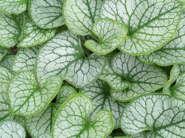 brunnera