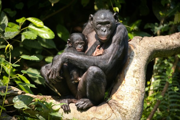 ape