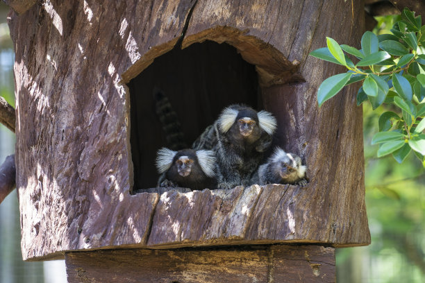 marmoset