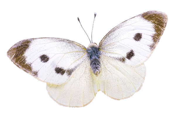 pieridae