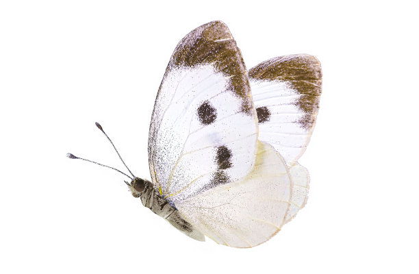 pieridae