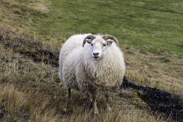 sheep