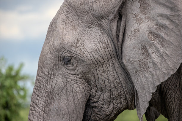pachyderm
