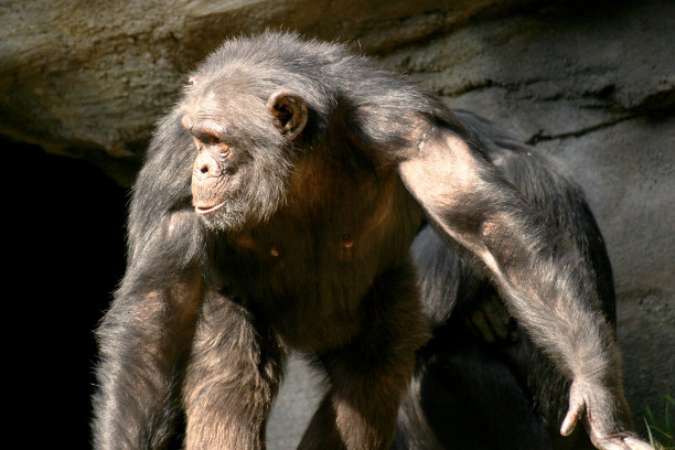ape