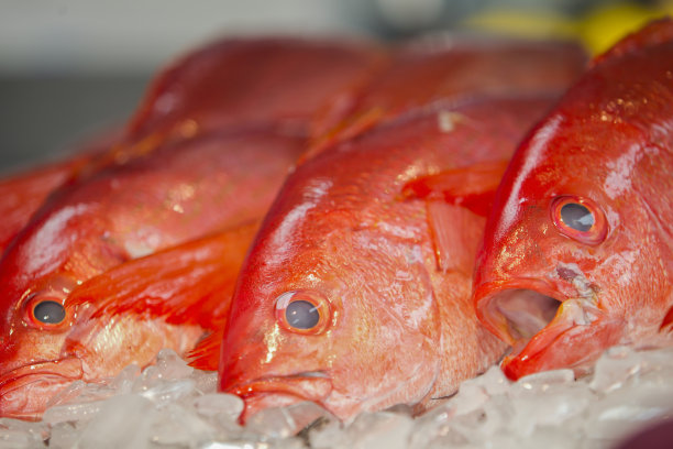 鲜活红鲷鱼