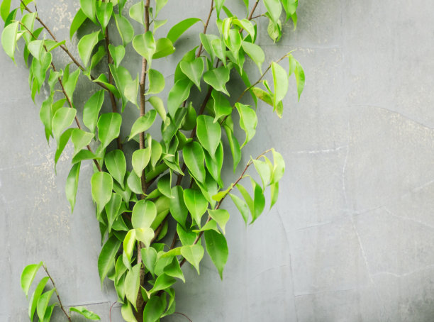 banyan