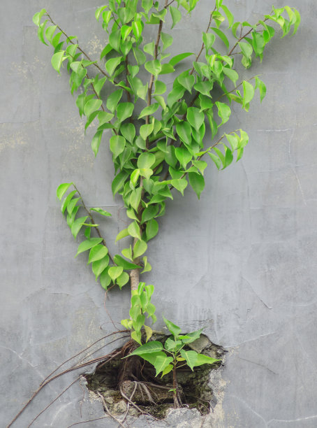 banyan