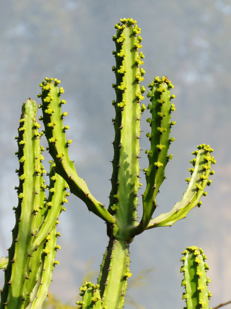 cacti