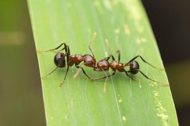 arthropod