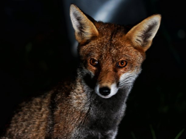fox