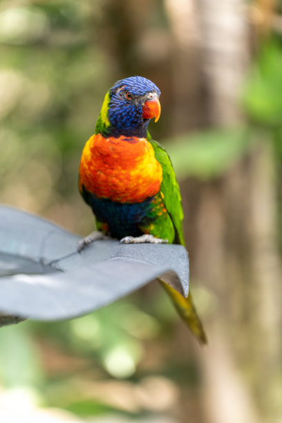 lorikeet