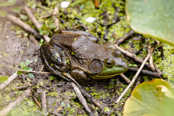 dendrobates