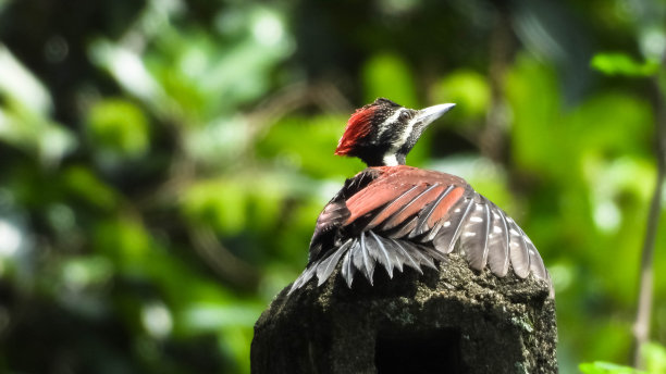 perched