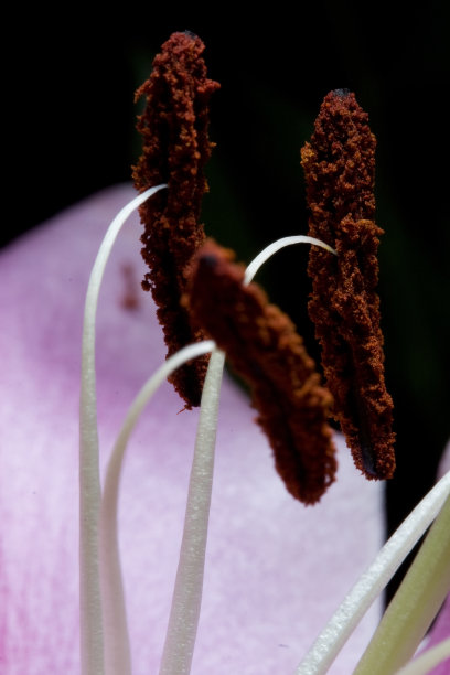 stamens