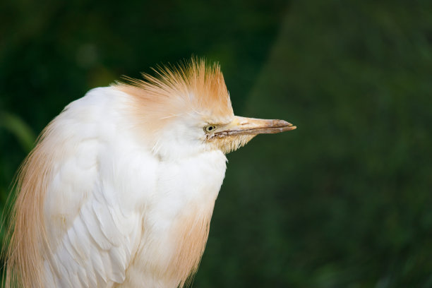 ibis