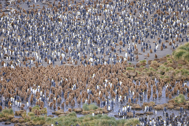colony