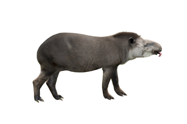 tapir