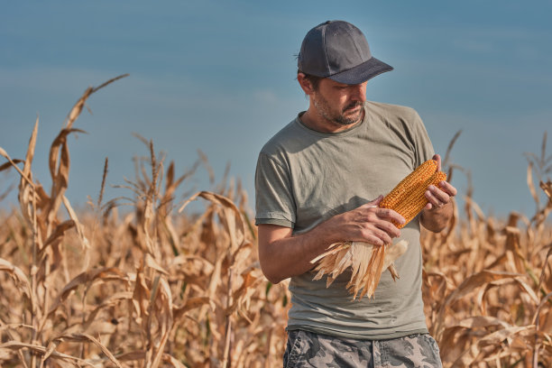 harvest