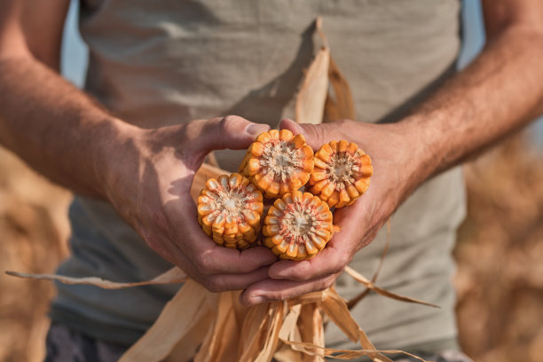 harvest