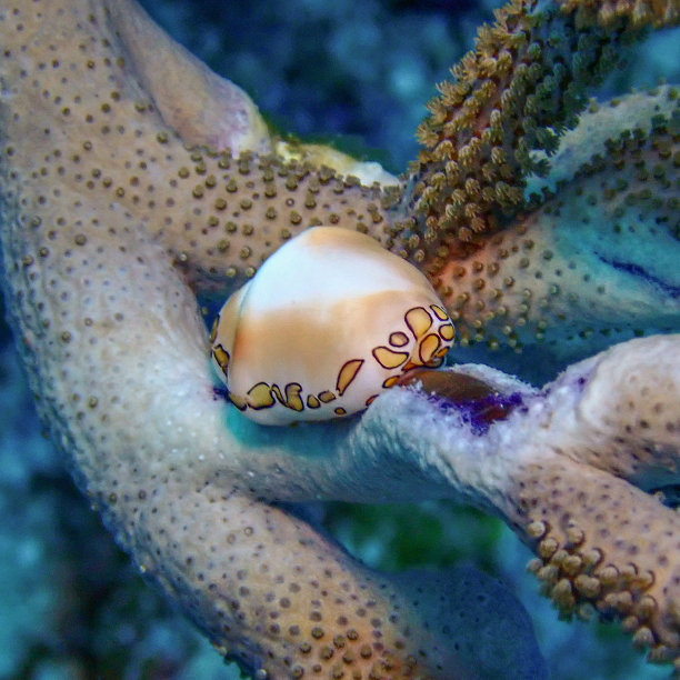 mollusk