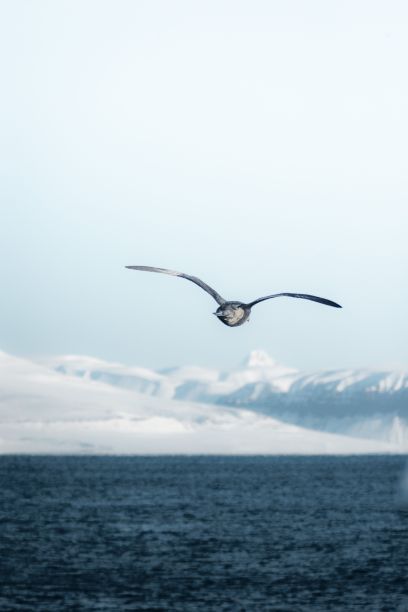 arctic