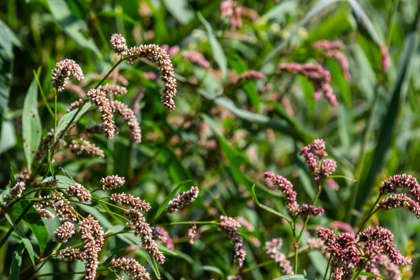 polygonum