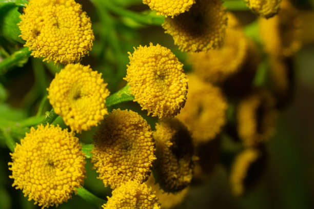 tanacetum