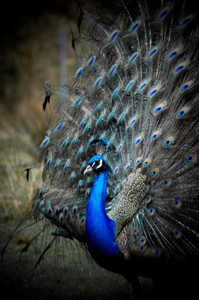 peacock
