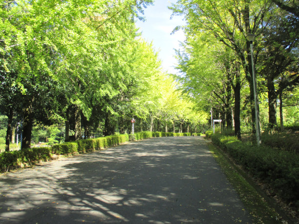 avenue