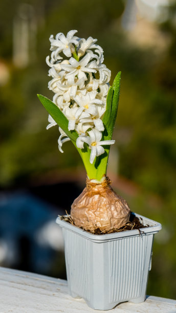 hyacinth