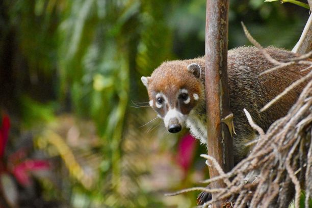 coatimundi