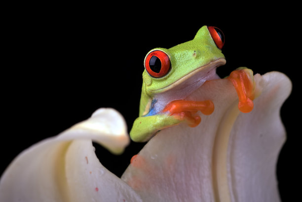 dendrobates