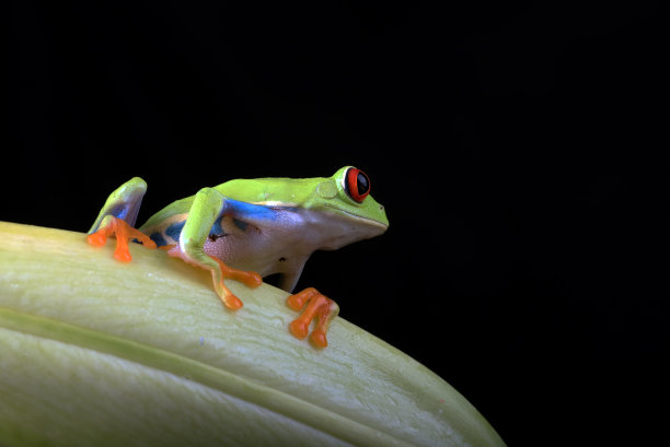 dendrobates