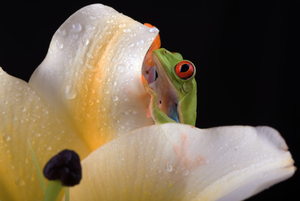 dendrobates