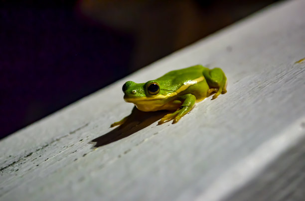 dendrobates