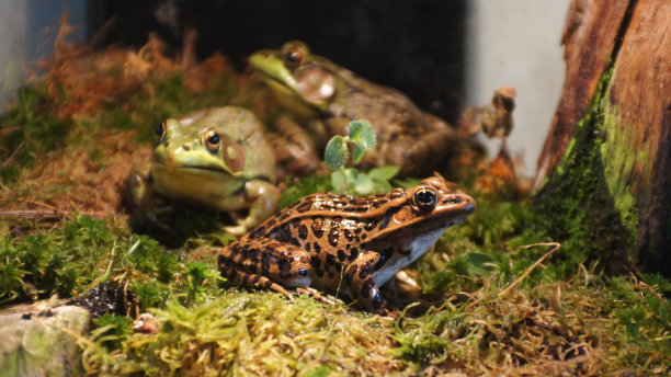 dendrobates