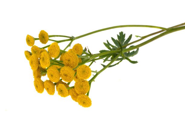 tanacetum