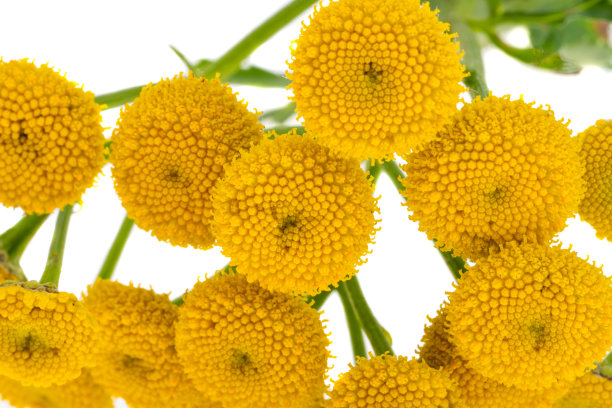 tanacetum