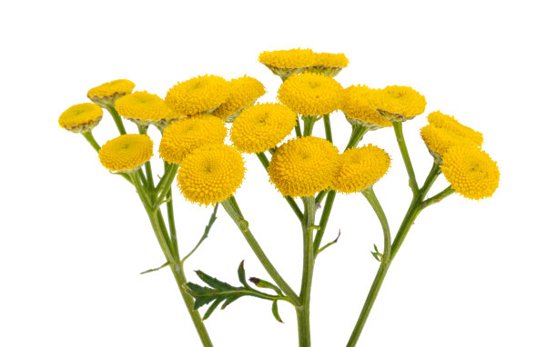 tanacetum