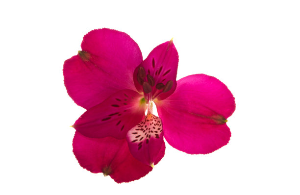 blooming