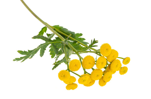 tanacetum