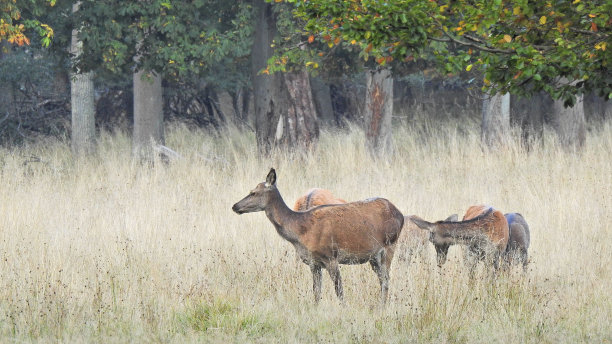 doe