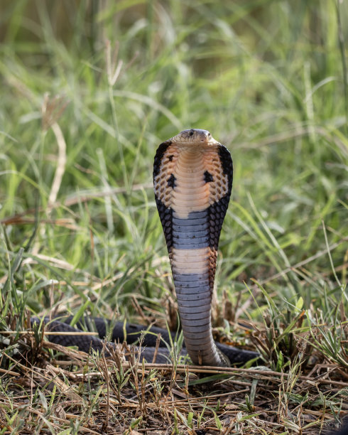 cobra