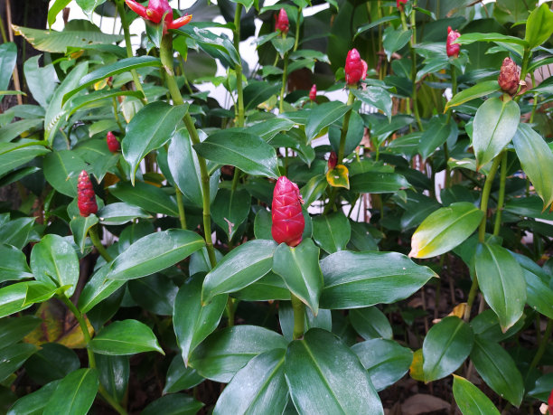 花簇,花蕾,植物学
