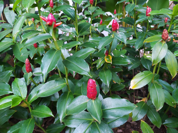 costus